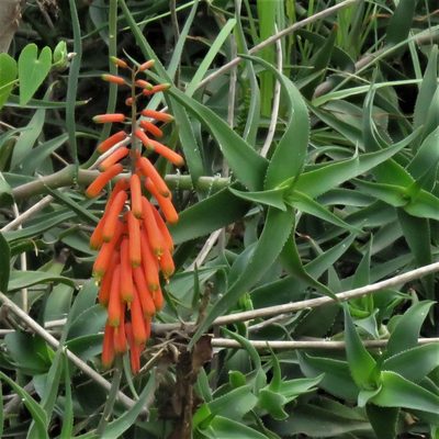 Aloiampelos ciliaris, photographed by Gustavo Puente