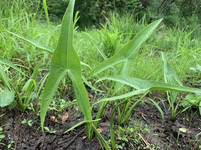 Sagittaria latifolia, photographed by Elizabeth Axley