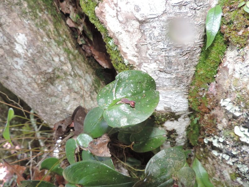Pleurothallis cordata, photographed by Sebastian Serna Muñoz
