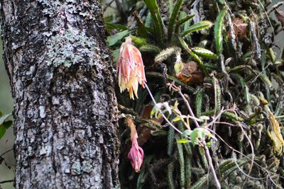 Disocactus crenatus, photographed by Abraham A. Gómez Landero