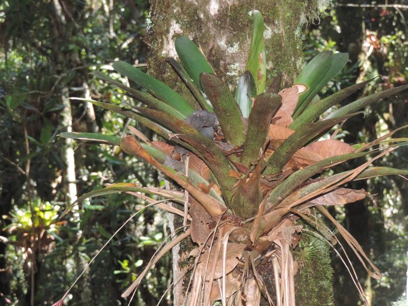 Tillandsia complanata, photographed by Sebastian Serna Muñoz
