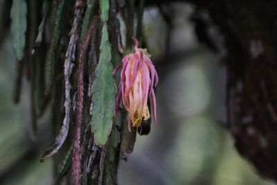 Disocactus crenatus, photographed by Abraham A. Gómez Landero