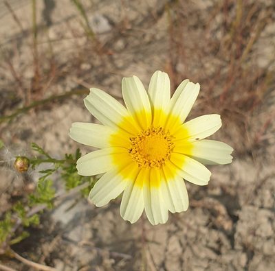 Glebionis coronaria, photographed by Gianluca Congi🪶🦆🌲