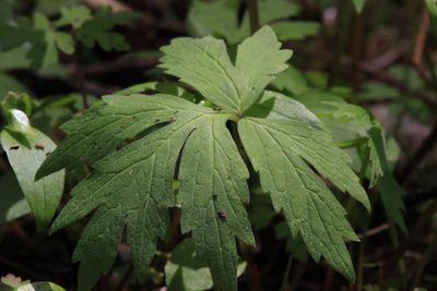 Hydrophyllum tenuipes, photographed by Sean Haight