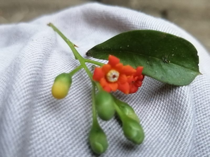 Bonellia macrocarpa, photographed by Miguel Angel Ramírez Guillermo