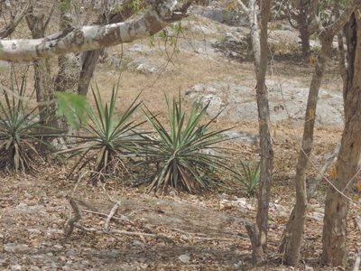 Agave fourcroydes, photographed by Sandino Guerrero