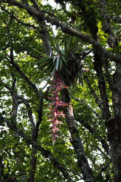 Tillandsia eizii, photographed by Abraham A. Gómez Landero