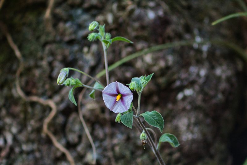 Lycianthes ciliolata, photographed by Abraham A. Gómez Landero
