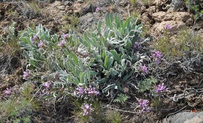 Phoenicaulis cheiranthoides, photographed by Tuoichen