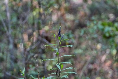 Monnina xalapensis, photographed by Abraham A. Gómez Landero