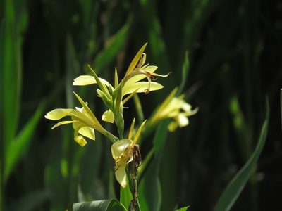 Canna glauca