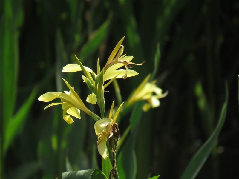 Canna glauca, photographed by Gustavo Puente