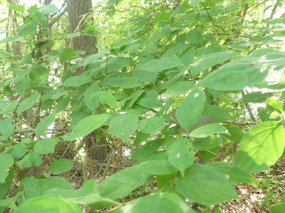 Cornus drummondii, photographed by Morgan Hay