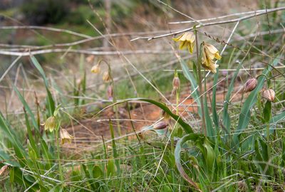 Fritillaria agrestis, photographed by Chris Winchell