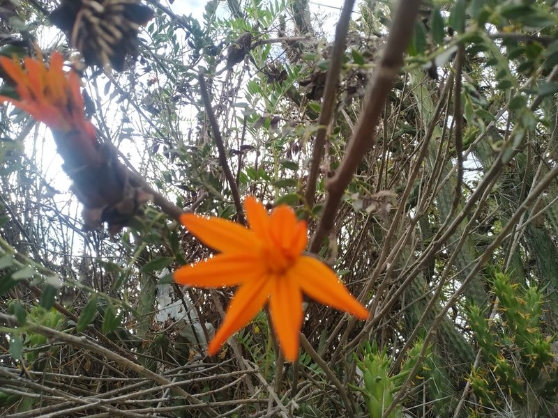 Mutisia acuminata, photographed by Mariela Nicole Crespo Carrazana