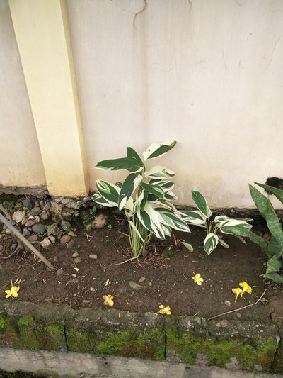 Maranta arundinacea, photographed by Greg III Espera