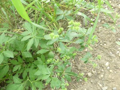 Sanicula canadensis, photographed by Morgan Hay