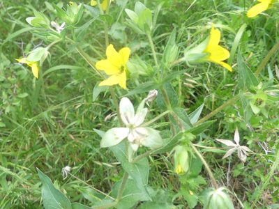 Lindheimera texana, photographed by Morgan Hay