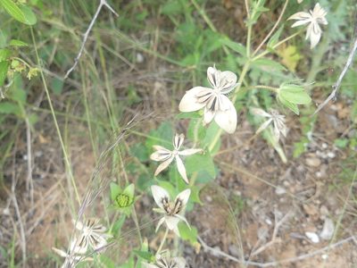 Lindheimera texana, photographed by Morgan Hay