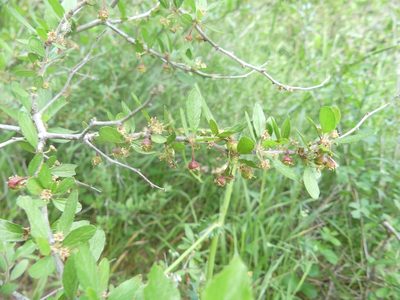 Colubrina texensis, photographed by Morgan Hay