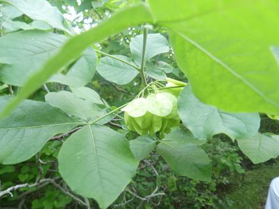 Ptelea trifoliata, photographed by Morgan Hay