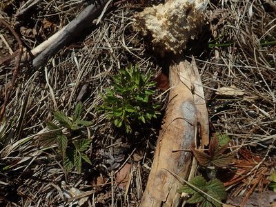 Aralia hispida, photographed by Lynn Harper