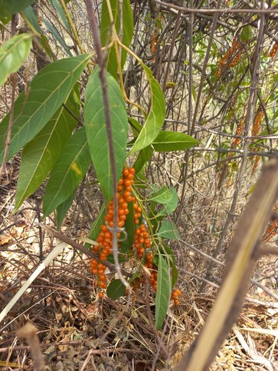 Citharexylum donnell-smithii, photographed by Melisa Ojeda