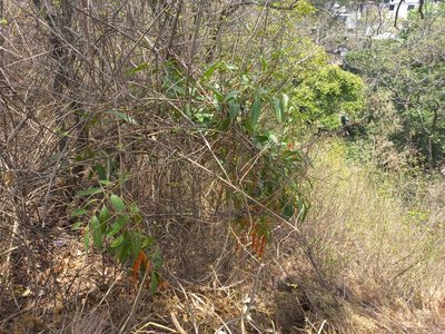 Citharexylum donnell-smithii, photographed by Melisa Ojeda