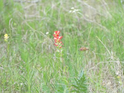 Castilleja indivisa, photographed by Morgan Hay