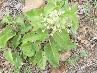 Asclepias oenotheroides, photographed by Morgan Hay
