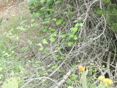 Vitis mustangensis, photographed by Morgan Hay