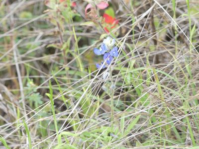 Lupinus texensis, photographed by Morgan Hay