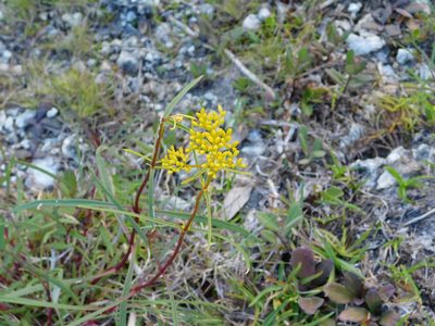 Flaveria linearis, photographed by David Garza