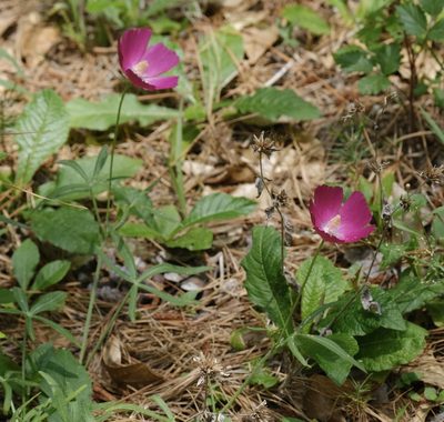 Callirhoe papaver