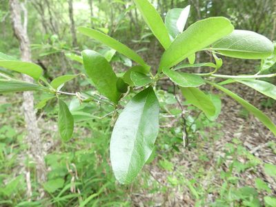 Sideroxylon lanuginosum, photographed by Morgan Hay
