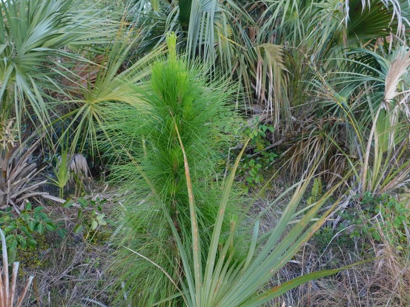Pinus elliottii, photographed by David Garza