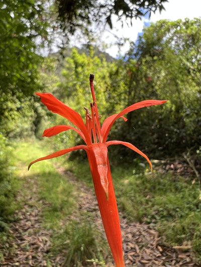 Fuchsia venusta, photographed by Nicolás Baresch Uribe