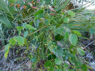 Metopium toxiferum, photographed by David Garza