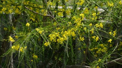Parkinsonia aculeata, photographed by Brady Reed