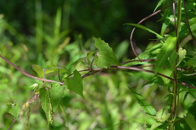 Mikania scandens, photographed by Amber M. King