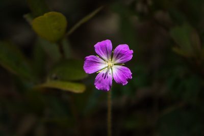 Geranium goldmanii, photographed by Abraham A. Gómez Landero