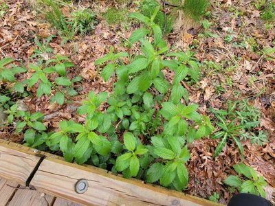 Urtica gracilis, photographed by Lexi Destria
