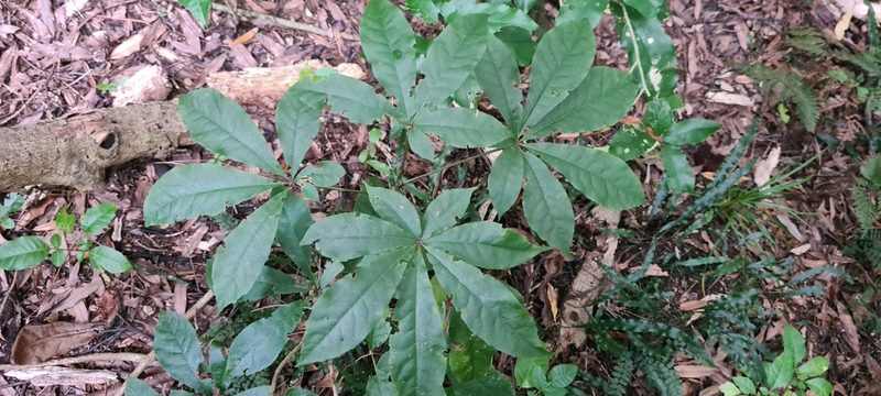Schefflera digitata, photographed by Halema J
