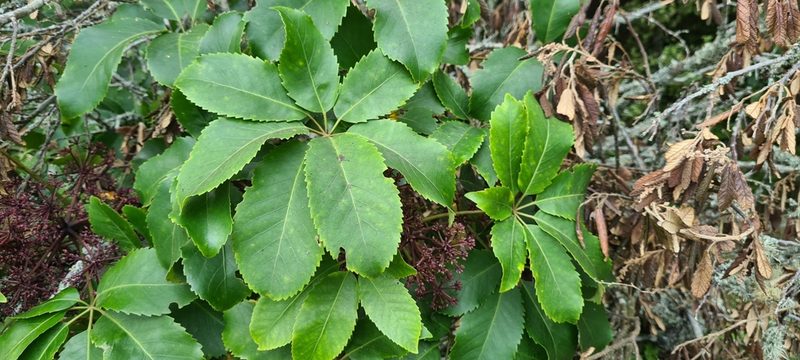Neopanax arboreus, photographed by Halema J