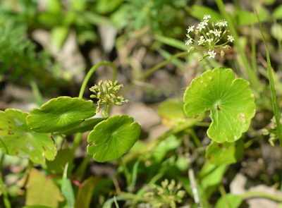 Hydrocotyle umbellata, photographed by Amber M. King