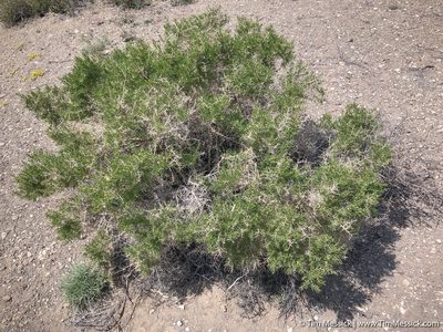 Sarcobatus vermiculatus, photographed by Tim Messick
