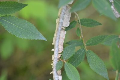 Ulmus alata, photographed by Amber M. King
