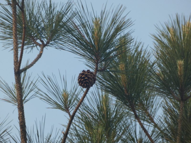 Pinus serotina, photographed by Morgan Freese