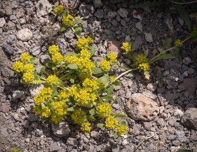 Lepidium flavum, photographed by Tim Messick