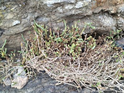 Salicornia quinqueflora, photographed by naturewatchwidow
